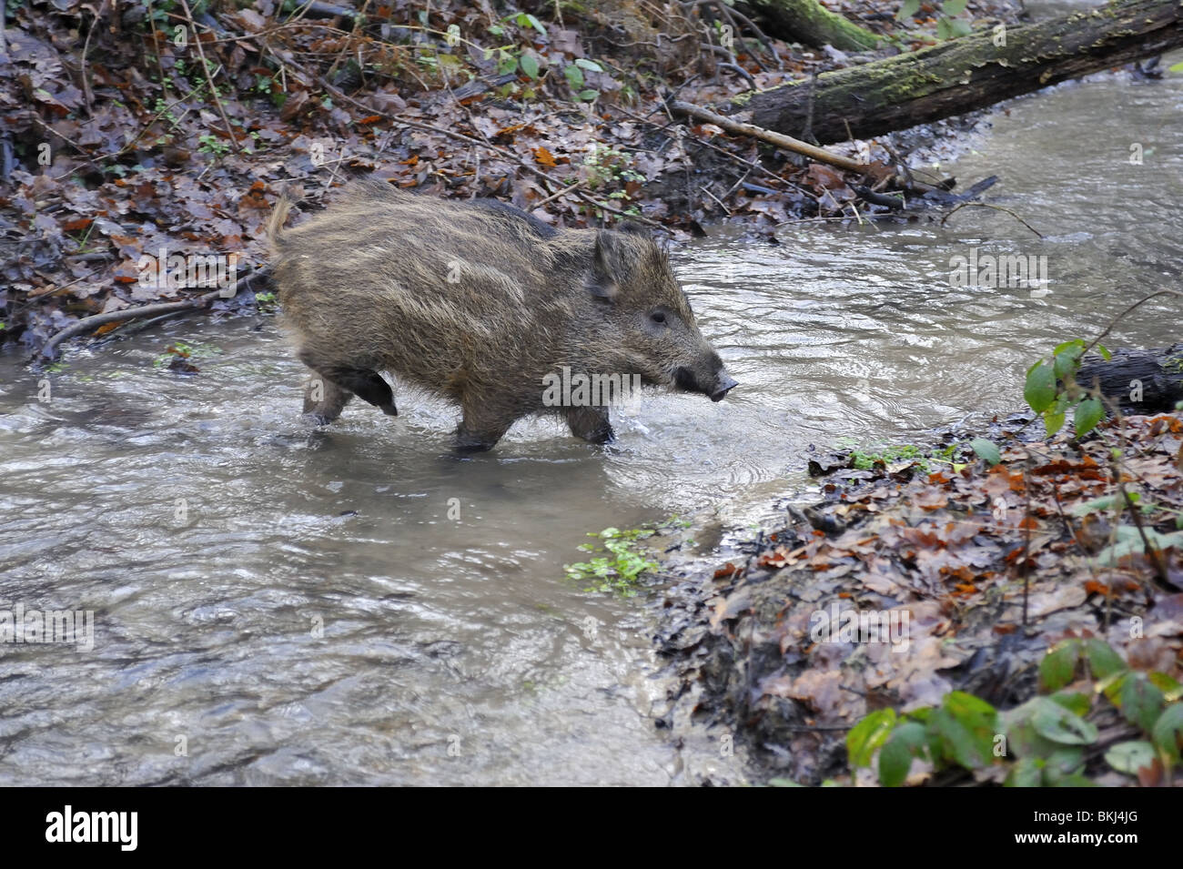 Junges Wildschwein, überqueren einen Bach im winter Stockfoto