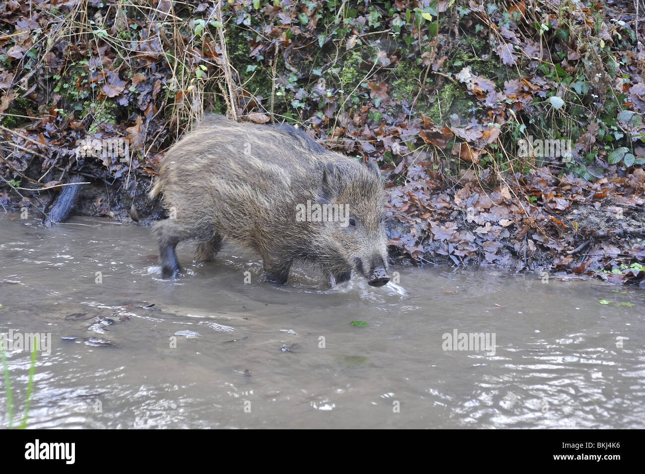 Junges Wildschwein, überqueren einen Bach im winter Stockfoto