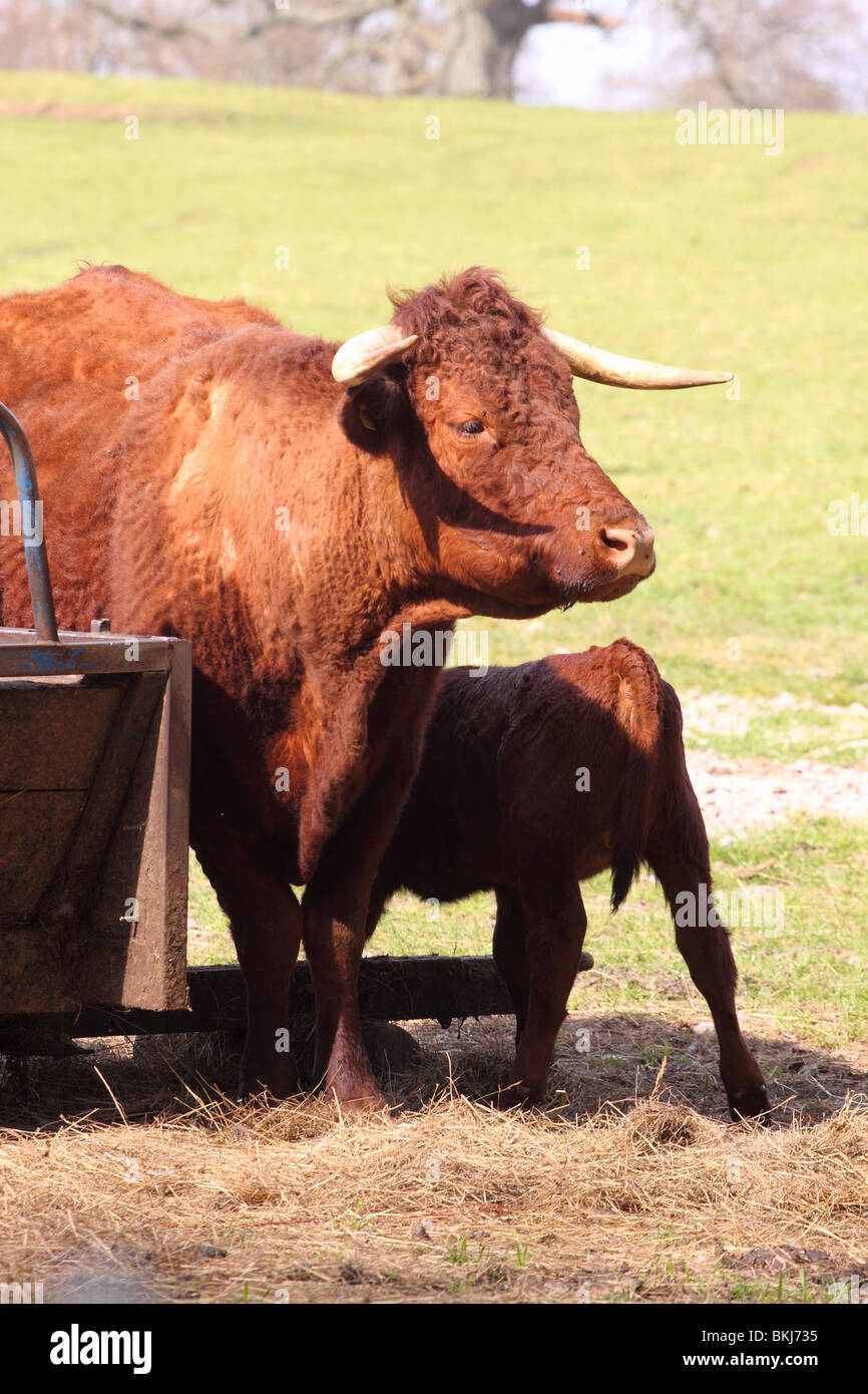 Nord-Devon Kuh auch bekannt als das Devon Ruby oder Rubinrot Vieh mit jungen Kalb im April UK Stockfoto