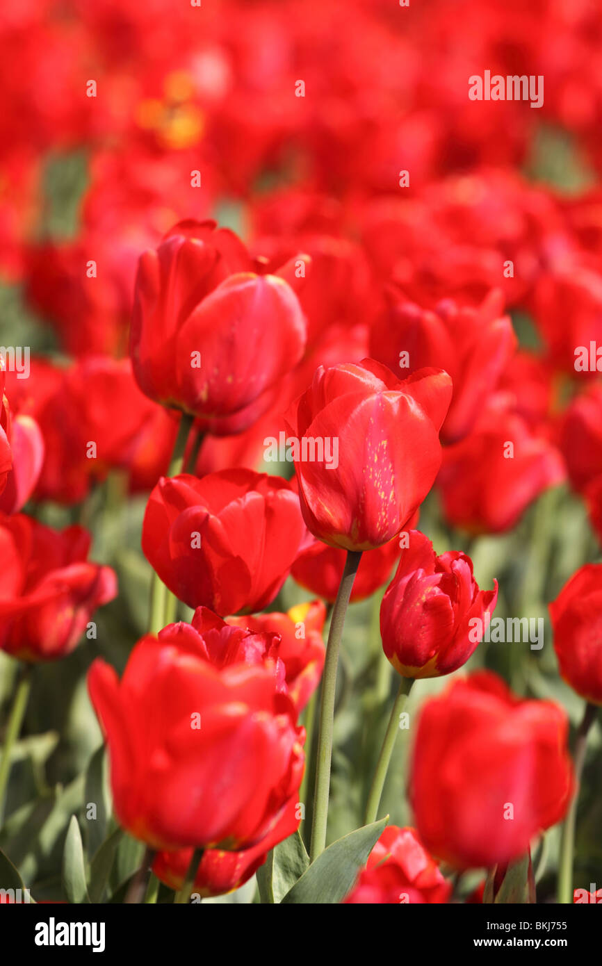 Rote Tulpen Tulpe Blumen im April UK Stockfoto