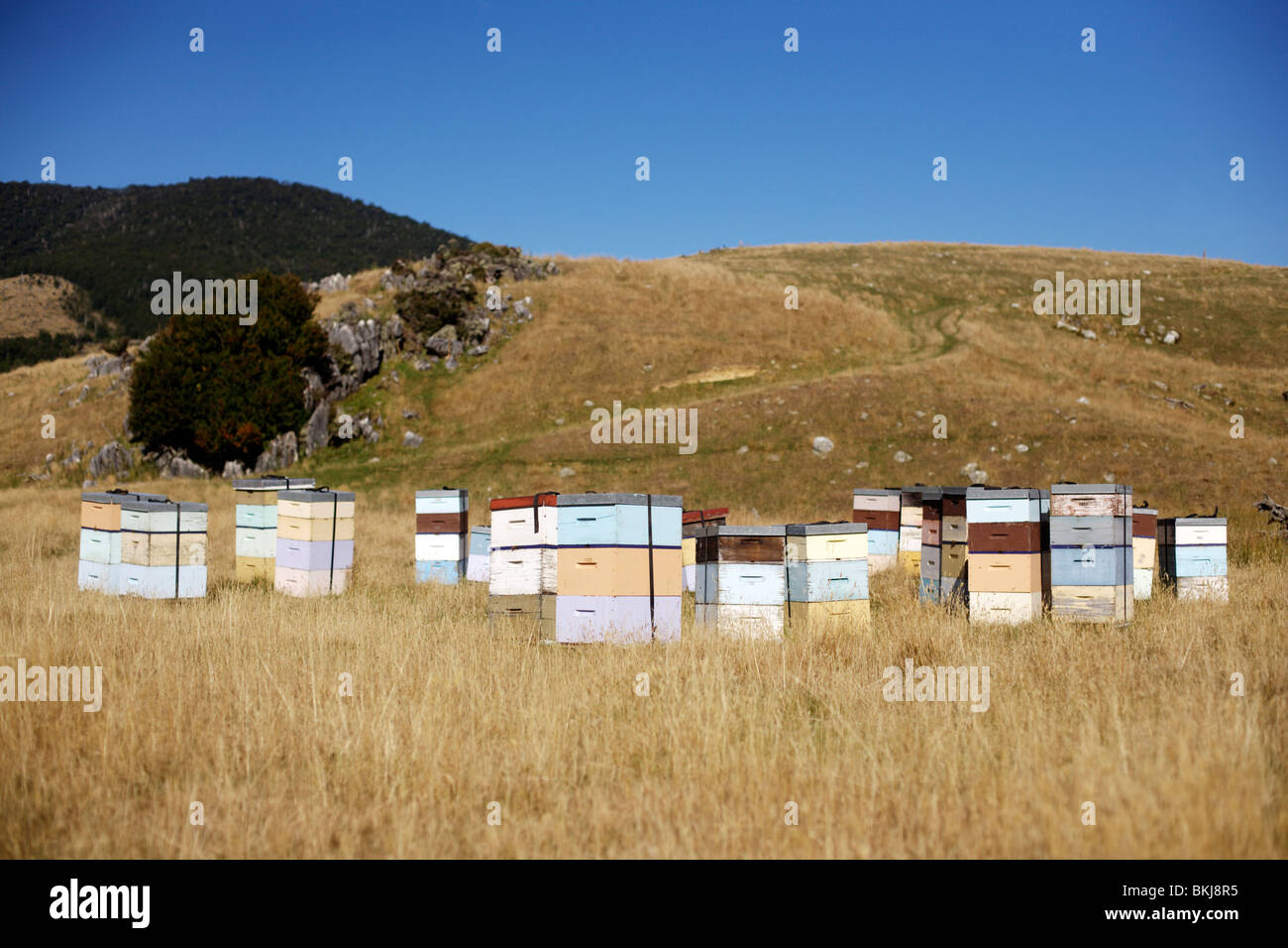 Bienenstöcke in Canaan Downs im Abel Tasman National Park, Neuseeland Stockfoto