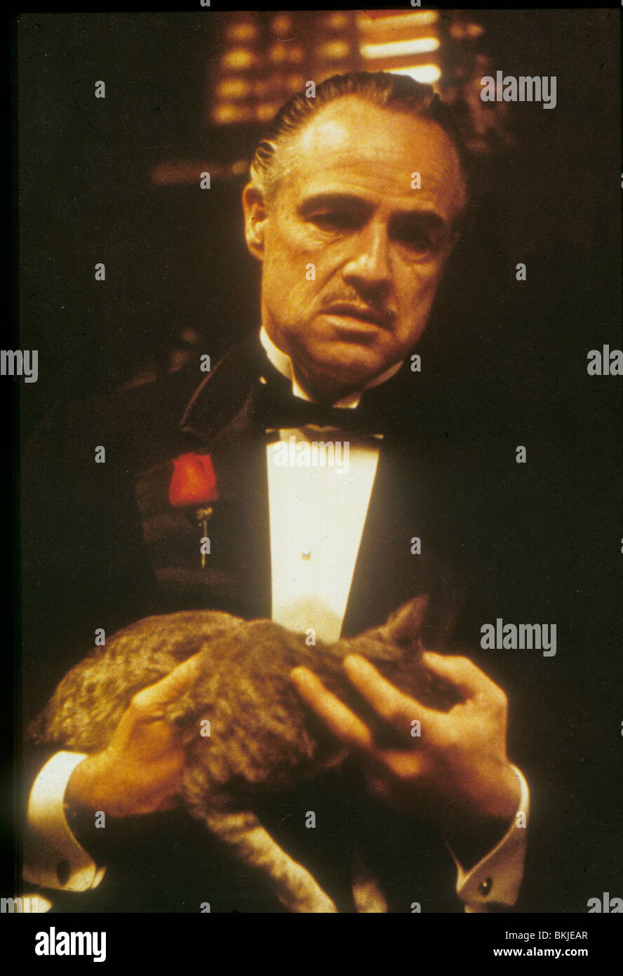 DER PATE (1972) MARLON BRANDO GODF 078 Stockfoto