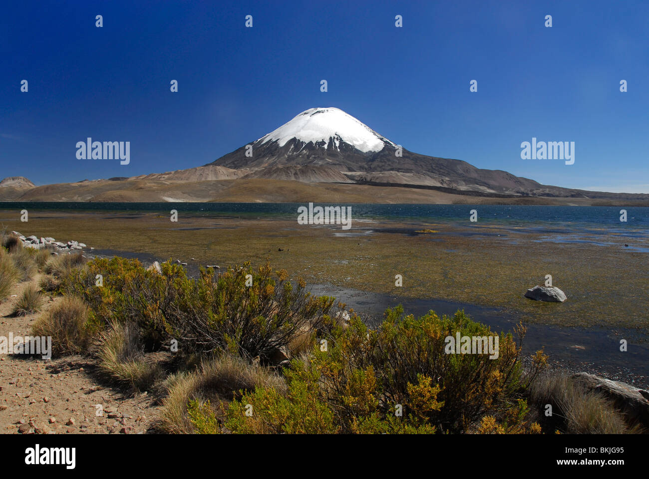 Vulkan Parinacota, Teil der Payachata Twin Peaks und See Chungara, Tarapaca Region, Chile, Südamerika Stockfoto