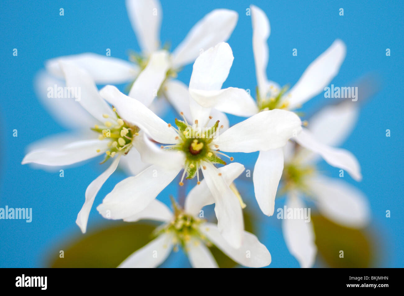 Weißen Baum Blüte. Stockfoto