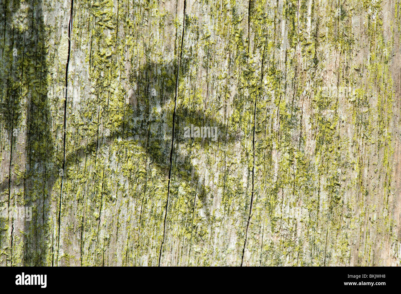 Sonnenlicht Casting eine Pflanze blatt Schatten auf einem alten hölzernen Pfosten in einem Garten Stockfoto