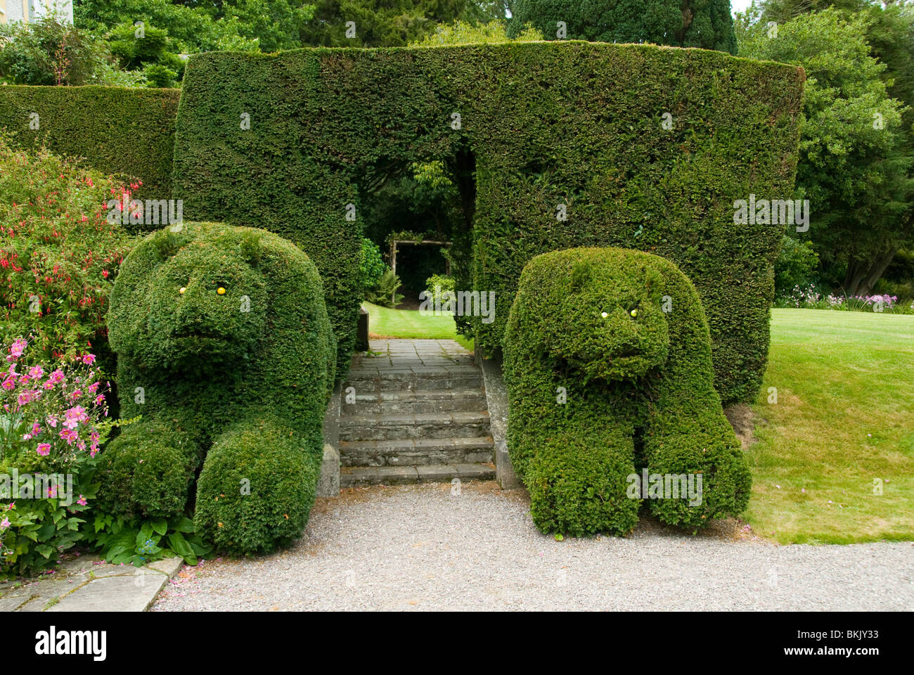 Formschnitt trägt an Lisselan Gärten, County Cork, Irland Stockfoto