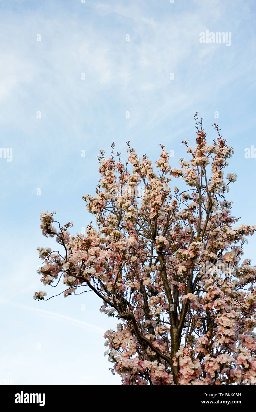 Kirschblüte vor blauem Himmel.  Foto von Gordon Scammell Stockfoto