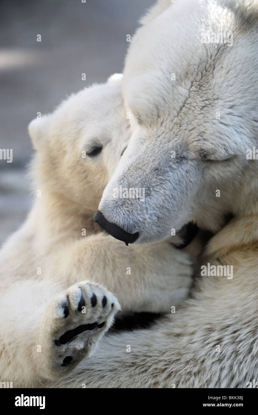Little Polar Bear Cub spielt mit seiner Mutter Stockfoto