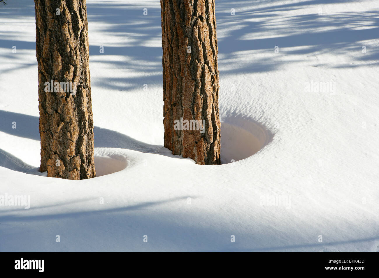 Baum-Stämme in einer Schneeverwehung Stockfoto