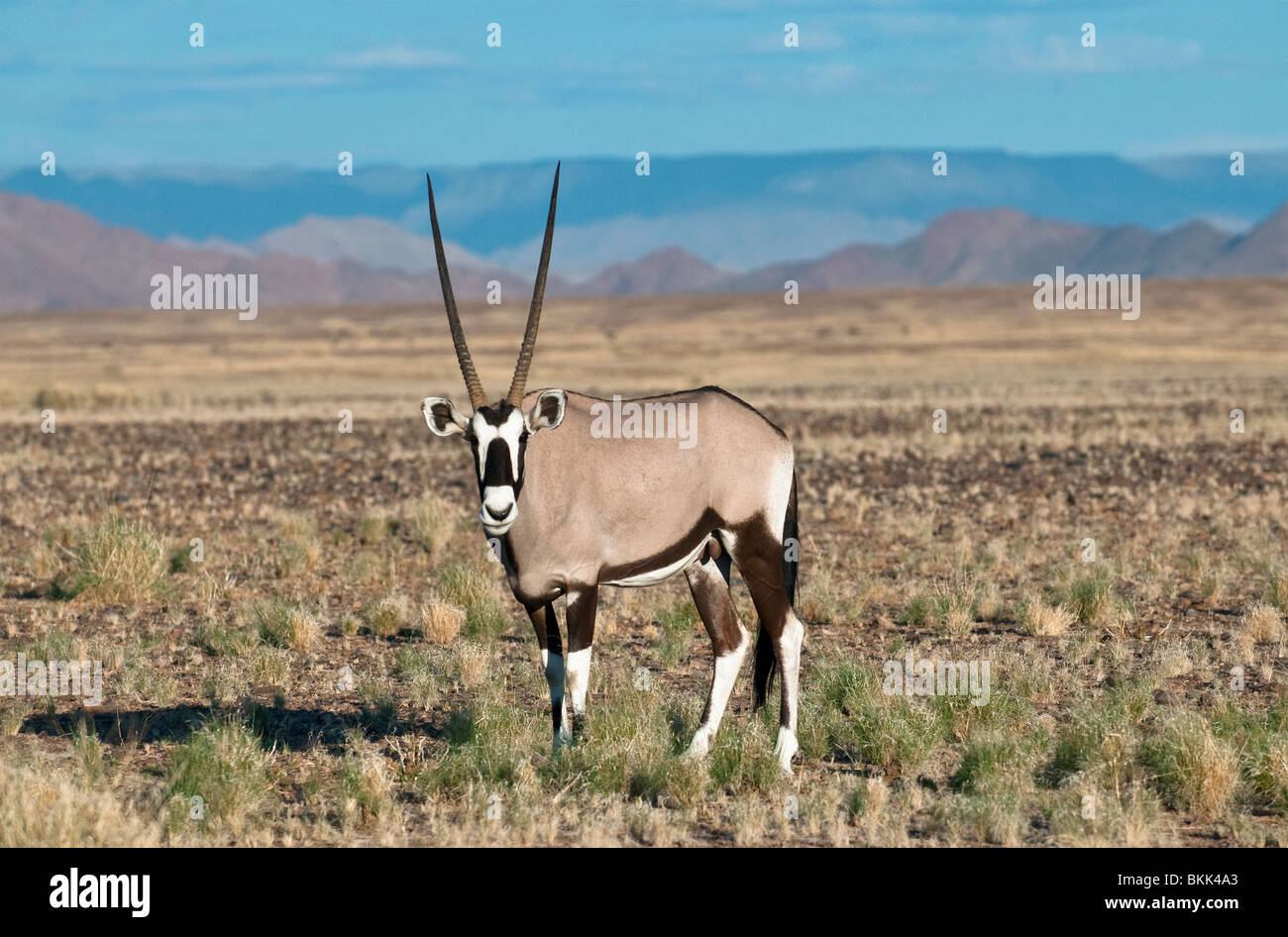 Gemsbock oder Oryx am Straßenrand zum Sossusvlei in der Nähe von Sesriem mit Namib-Naukluft-Gebirge in der Ferne, Namibia Stockfoto