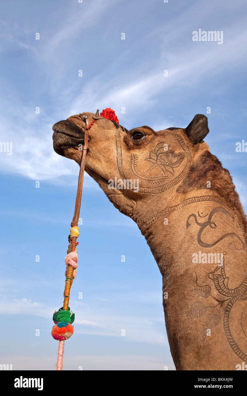 Kamel mit traditionellen Haut Dekoration. Jaisalmer. Rajasthan. Indien Stockfoto