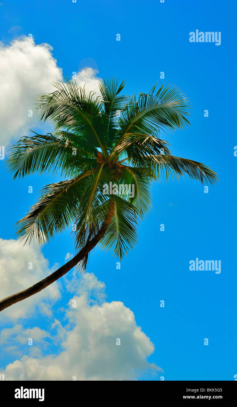 Kultige Palm-Baum-Silouetted gegen blauen Himmel, Pipa, Brasilien Stockfoto