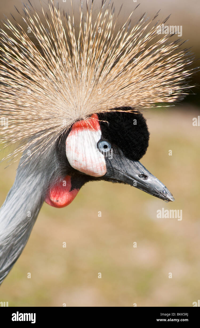 Gekrönte Kran closeup Stockfoto