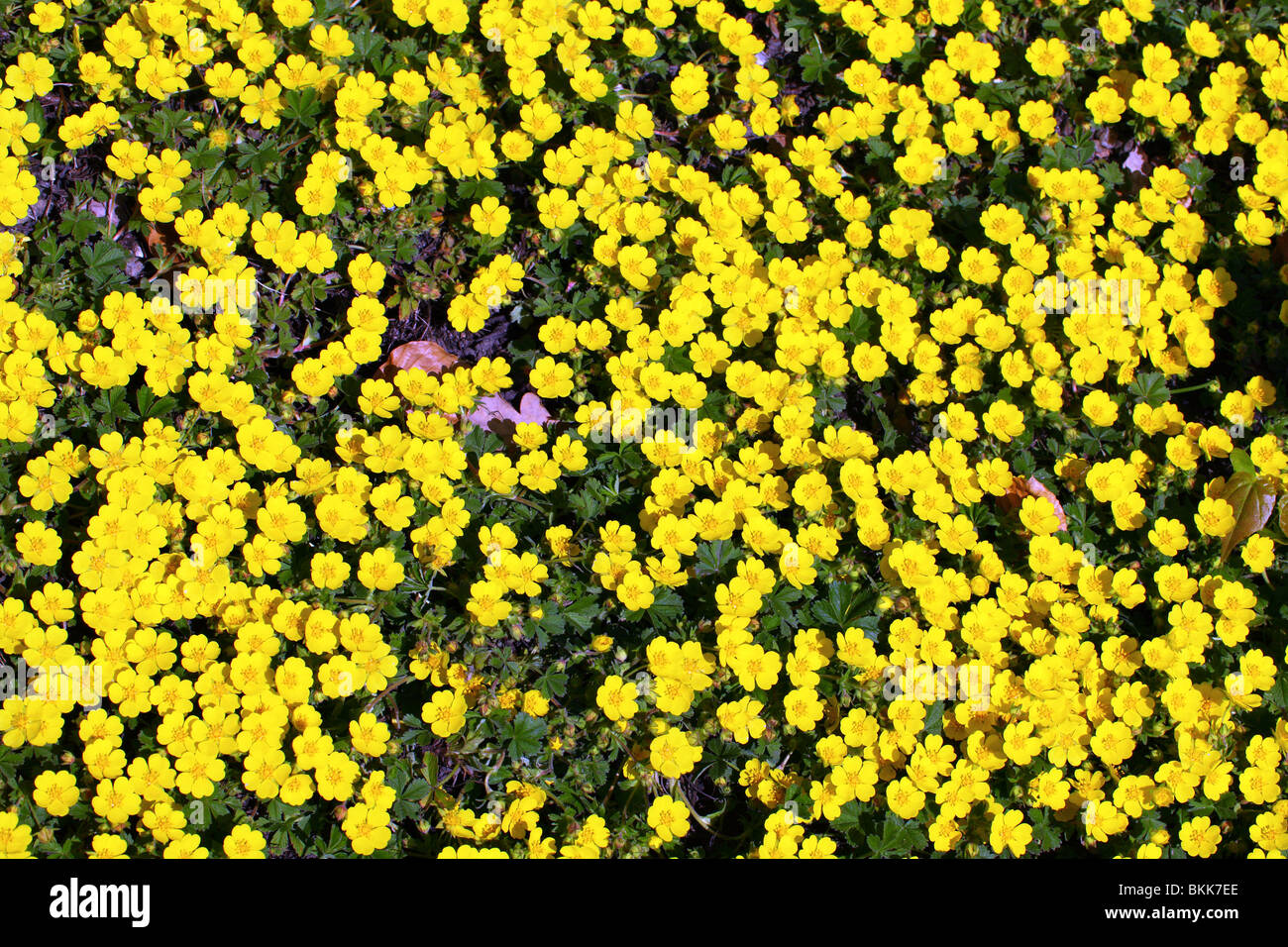 Frühlings-Fingerkraut gelb Frühling Blumen Potentilla neumanniana Stockfoto