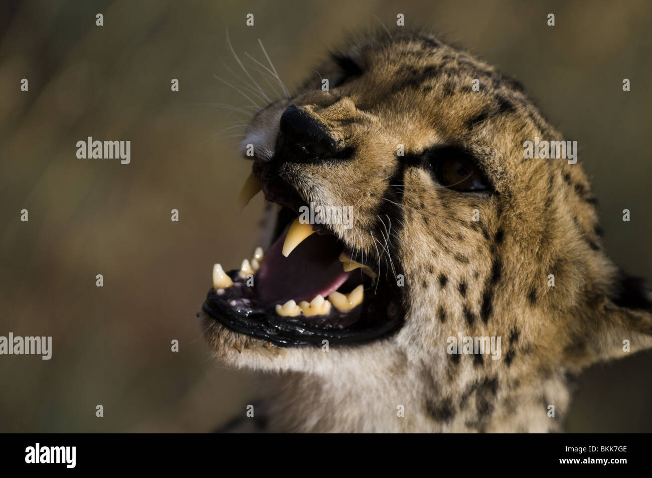 Wütend Gepard, Okonjima, Namibia. Stockfoto