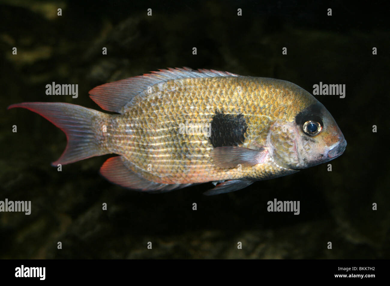 Damba Mipentina Paretroplus maculatus Stockfoto