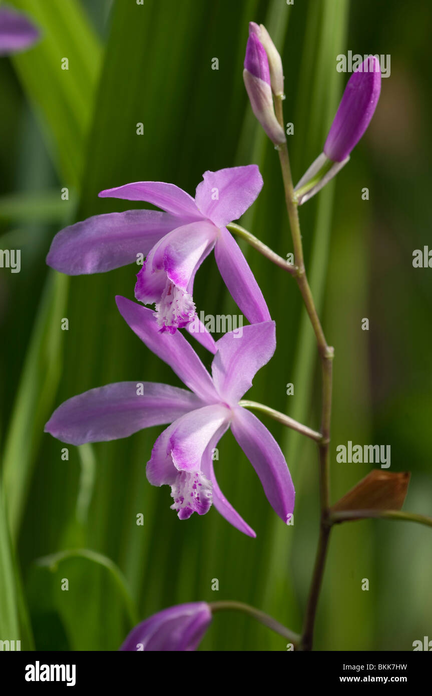 Chinesischen Boden Orchidee (Bletilla Striata), Blumen. Stockfoto