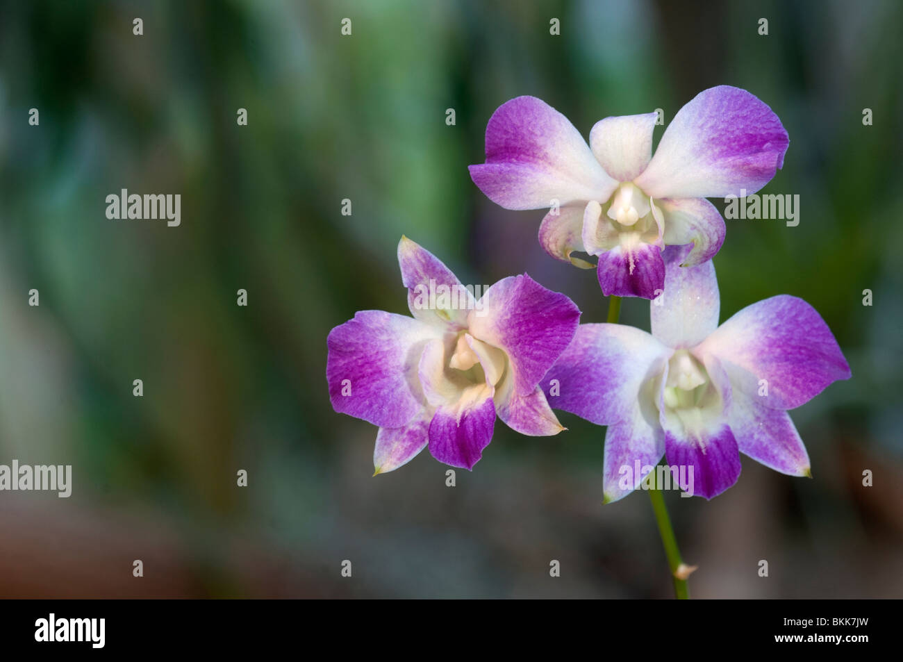 Orchidee (Dendrobium Hybride), Blumen. Stockfoto