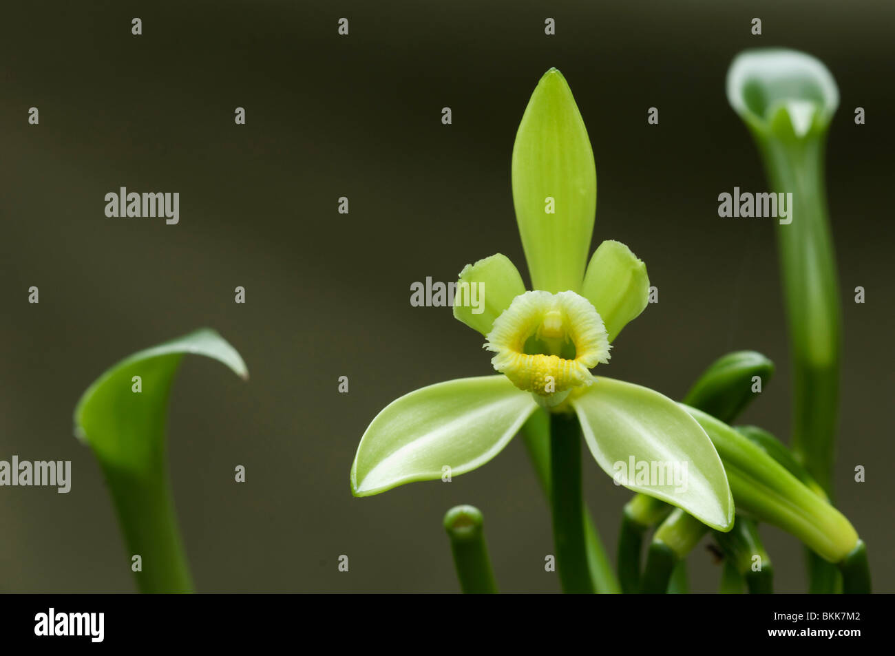 Vanille (Vanilla Planifolia), blühen. Stockfoto