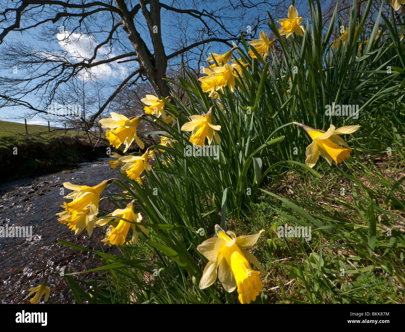 Farndale wilde Narzissen in Farndale SSSI und Naturschutzgebiet, North York Moors National Park Stockfoto