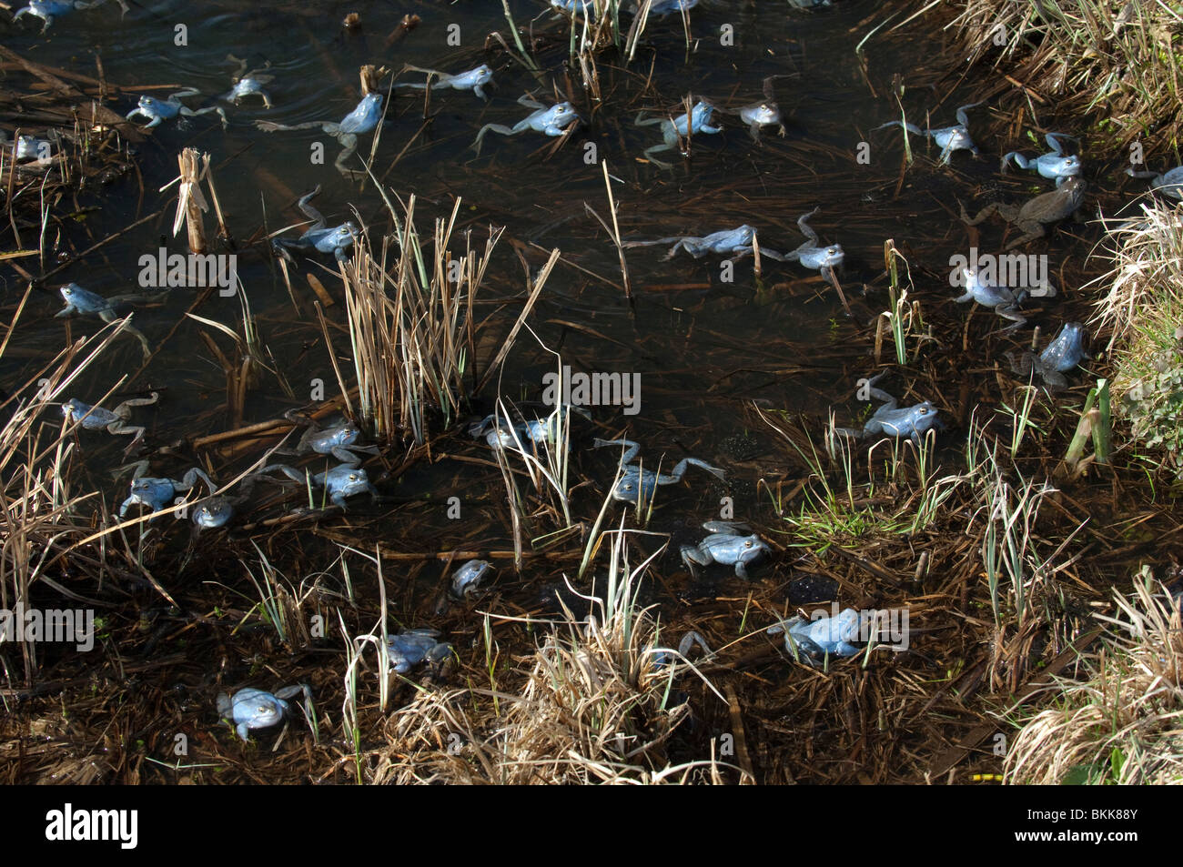 Moor-Frosch (Rana Arvalis), Gruppe im flachen Wasser. Stockfoto