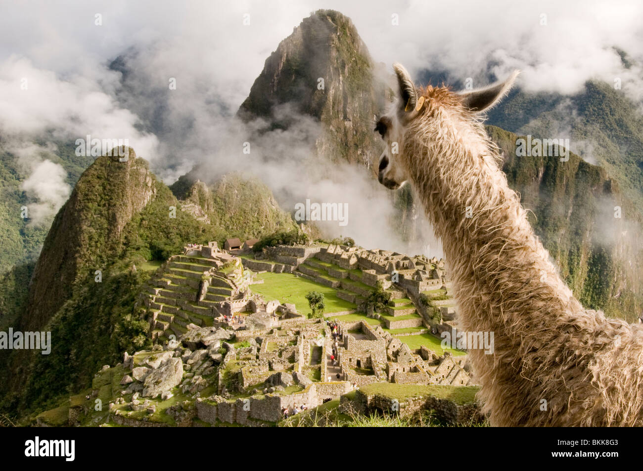 Lama über Machu Picchu, Peru Stockfoto