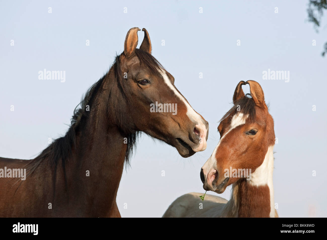 Marwari Pferde Stute Fohlen Stockfoto