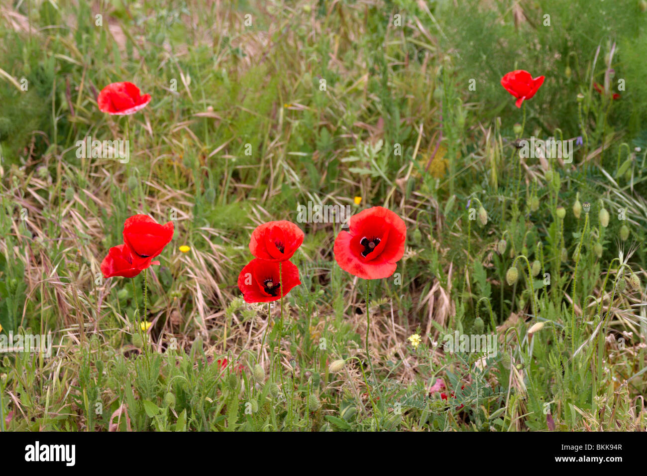 Rote Mohnblume Blumen Papaver Rhoes in Teneriffa-Kanarische Inseln-Spanien-Europa Stockfoto