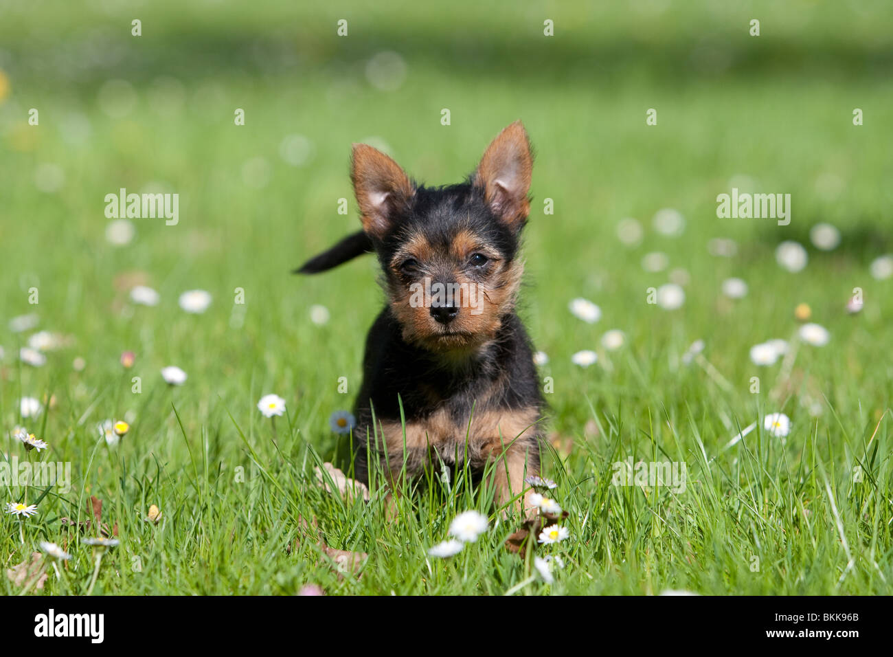 Australian Terrier Welpen Stockfoto