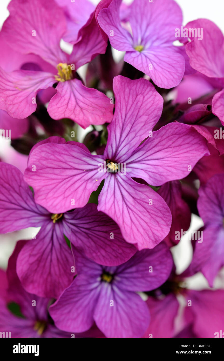LUNARIA Annua, Trivialname Ehrlichkeit. Stockfoto LUNARIA Annua, Trivialname Ehrlichkeit. Stockfoto