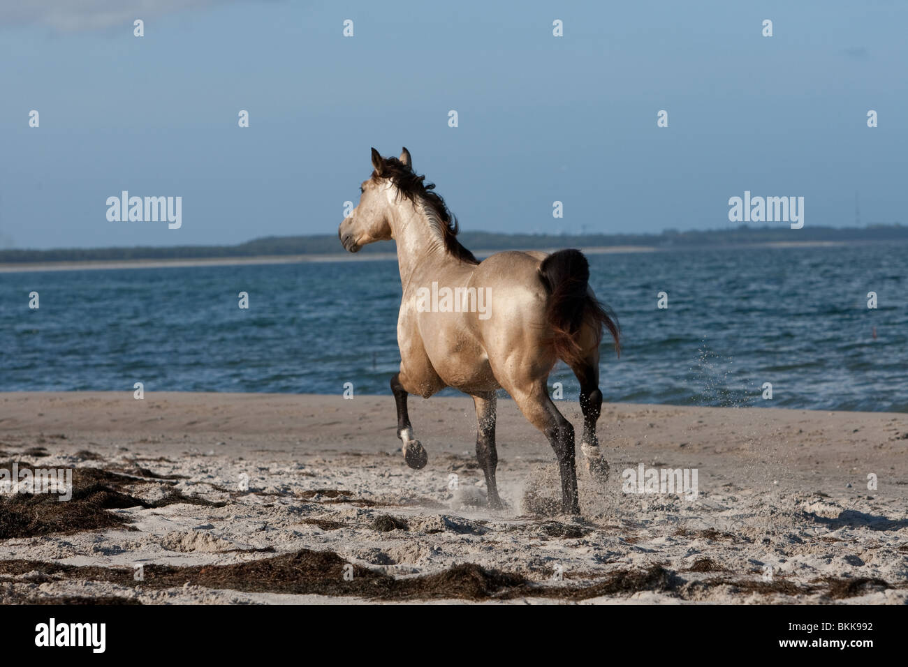 Quarab Horse Hengst Stockfoto