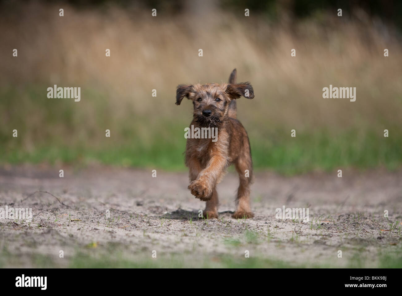 Irish Terrier Welpen Stockfoto