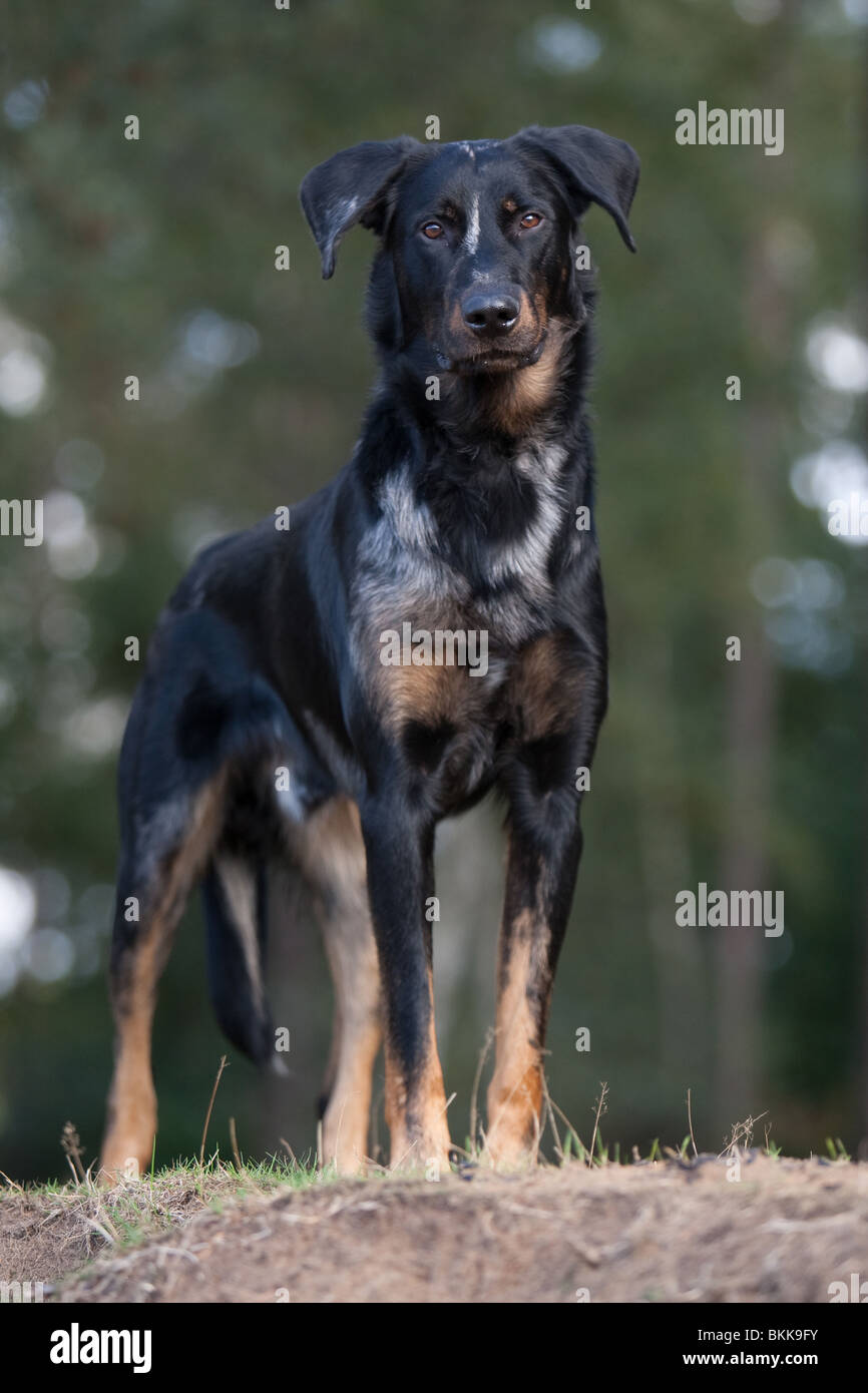 Beauceron stehend Stockfoto