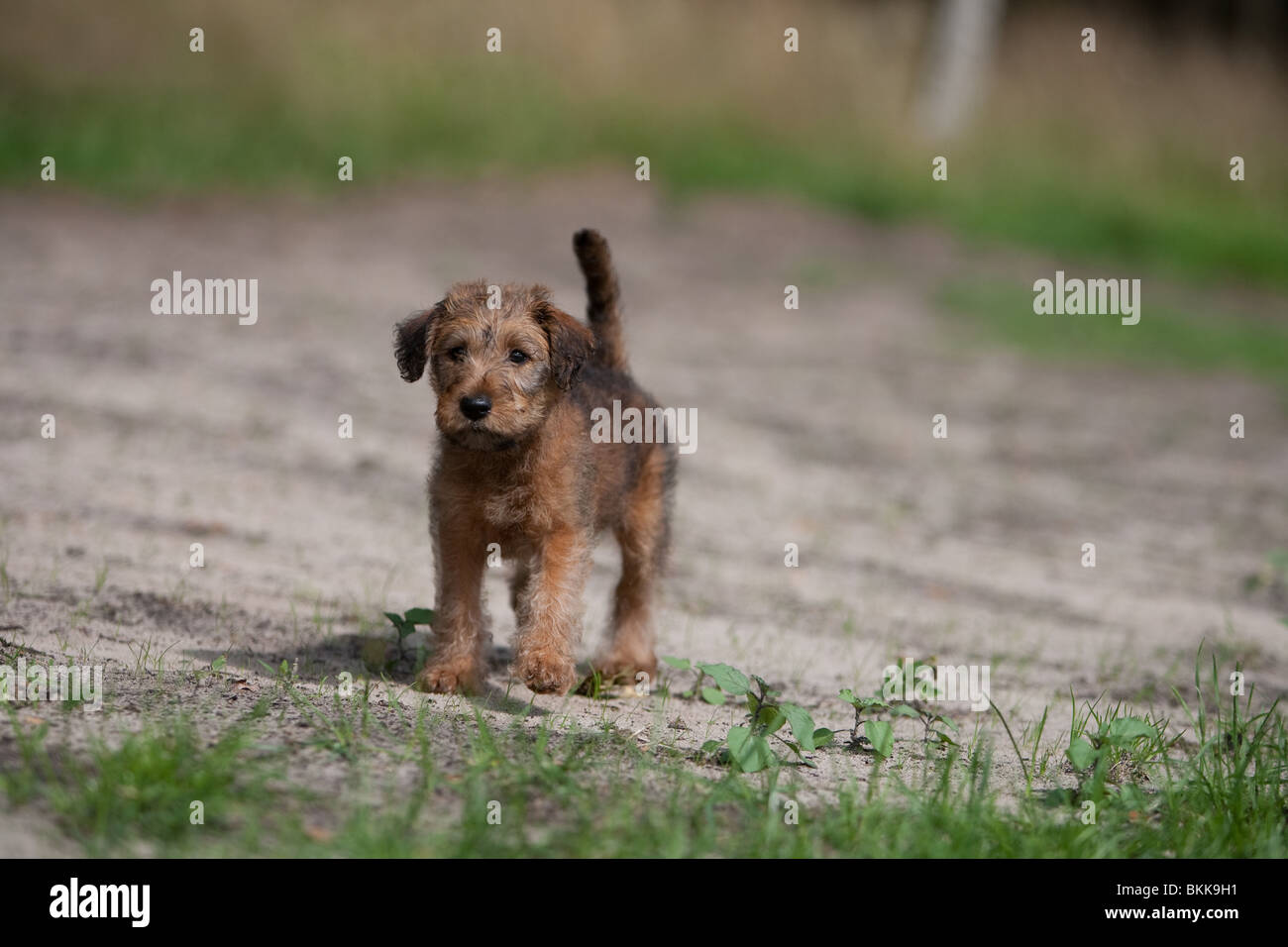 Irish Terrier Welpen Stockfoto