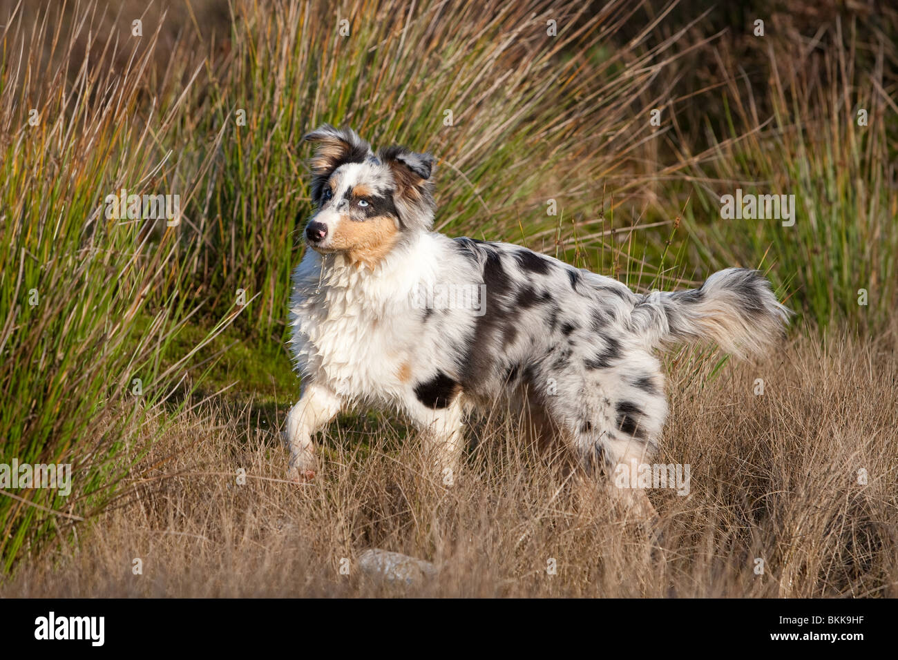 Traber junge Australian Shepherd Stockfoto