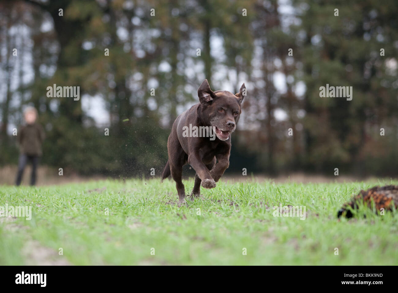 Labrador Retriever mit Fasan Stockfoto
