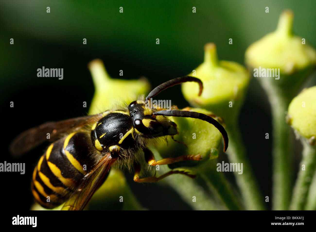 Eine gemeinsame Antenne Yellowjacket leckt Nektar. Stockfoto