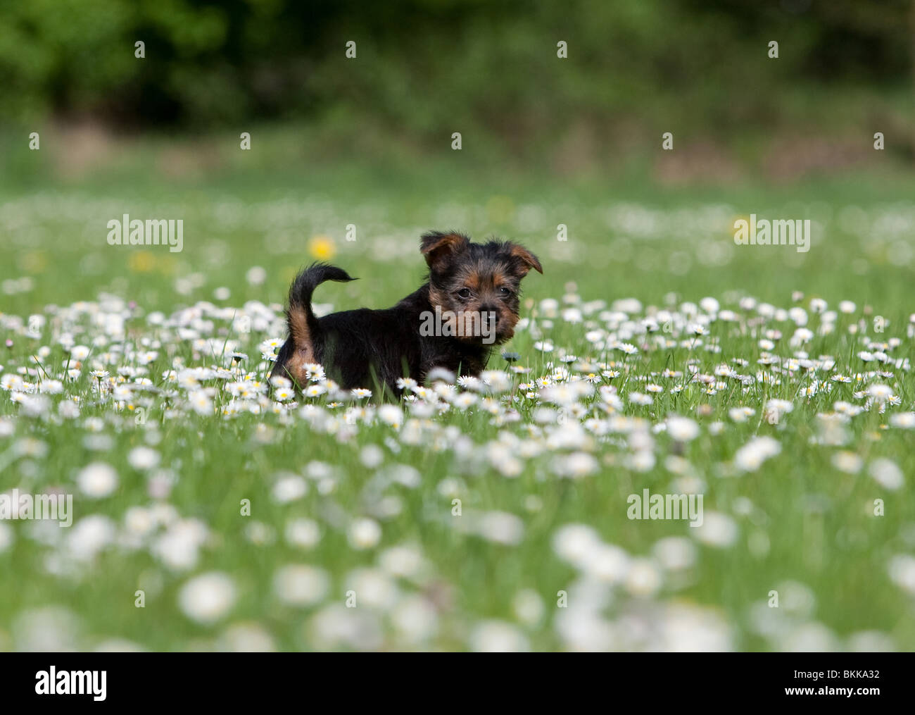 Australian Terrier Welpen Stockfoto