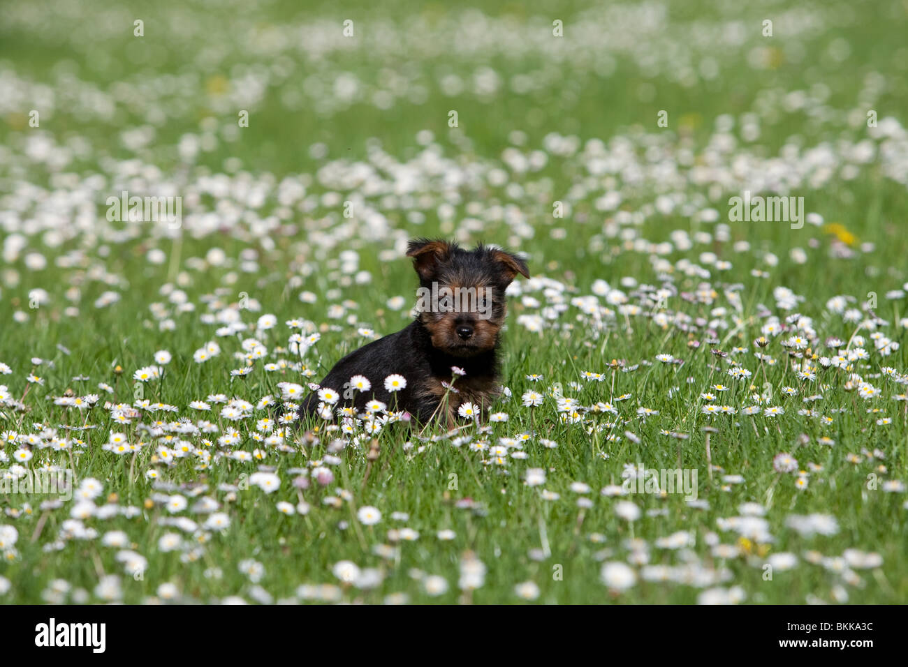 Australian Terrier Welpen Stockfoto