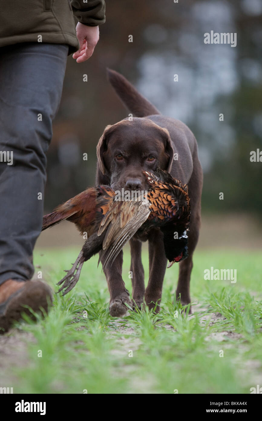 Labrador Retriever mit Fasan Stockfoto