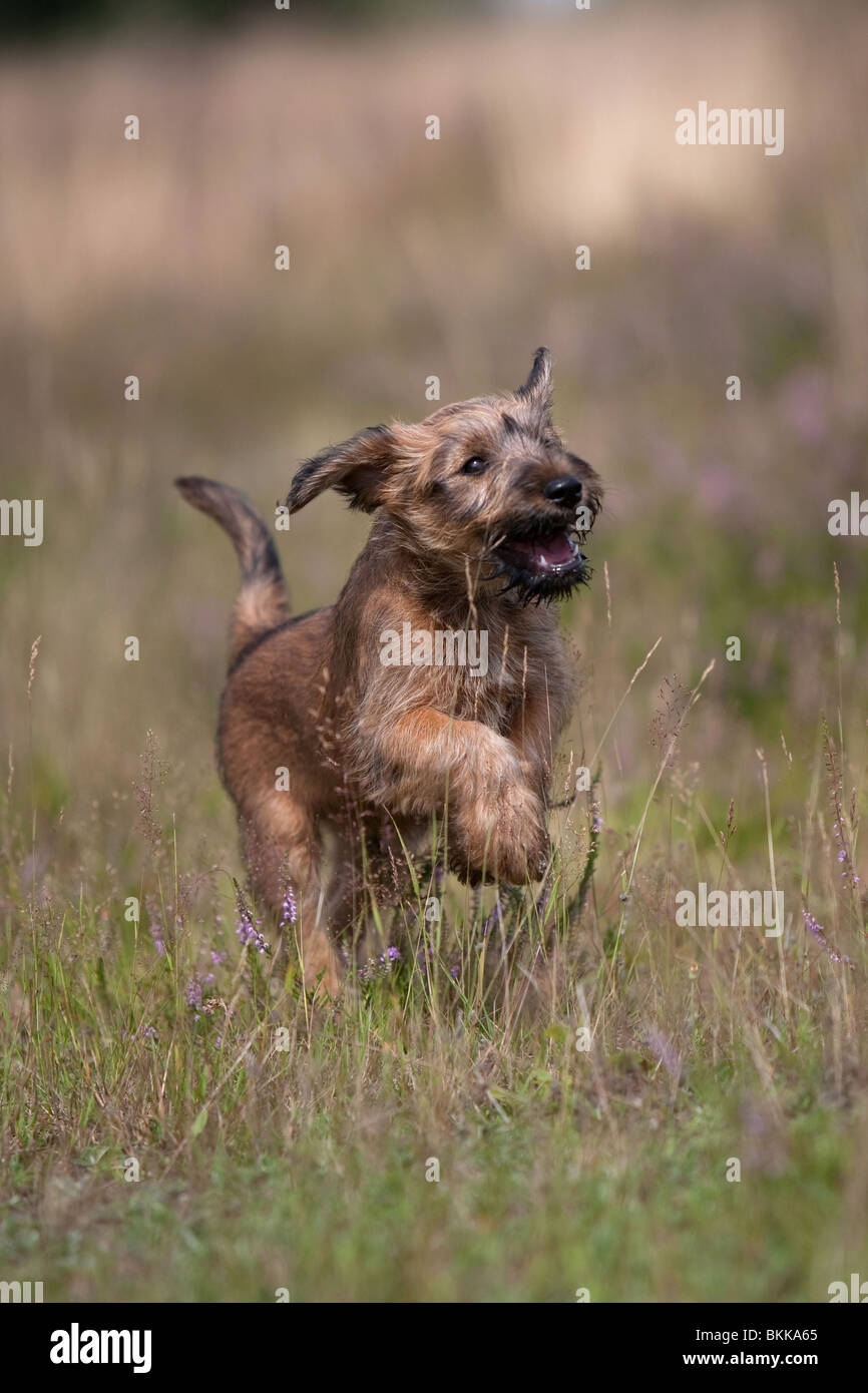 Irish Terrier Welpen Stockfoto