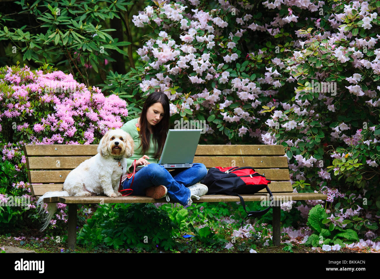 Ein Mädchen sitzt auf einer Parkbank mit ihrem Hund während der Arbeit an ihrem Laptop-Computer Stockfoto