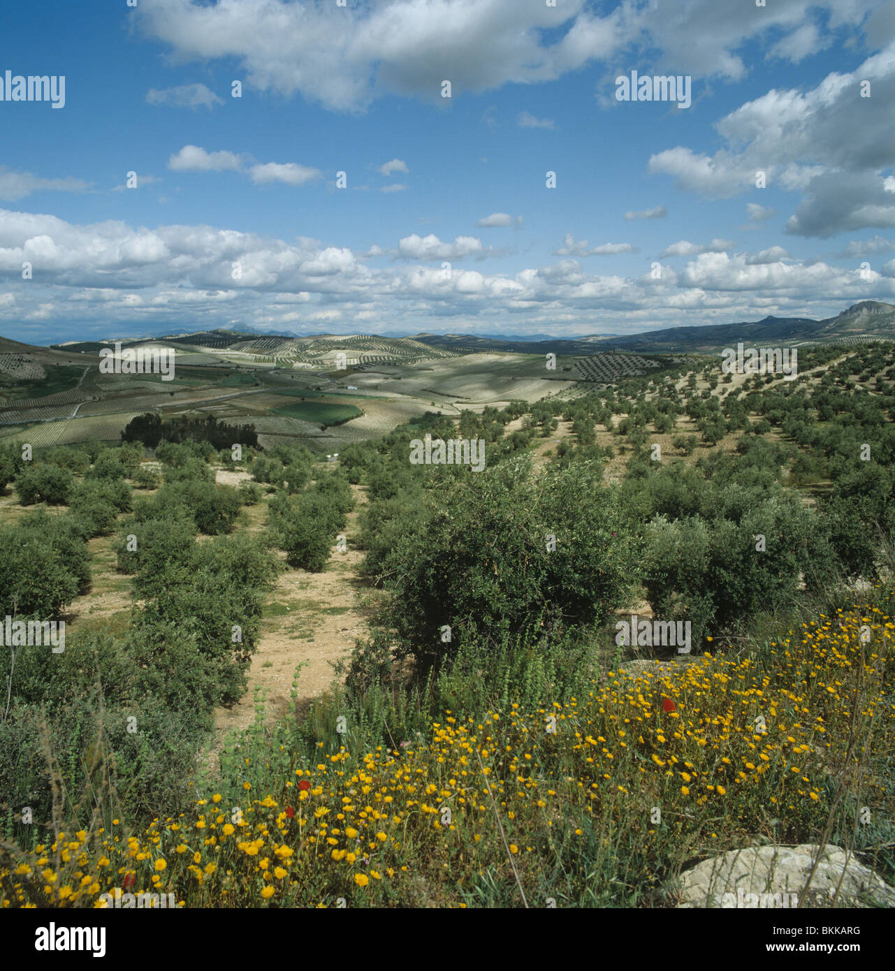 Olivenhaine auf einem feinen Frühlingstag in Andalusien, Spanien Stockfoto