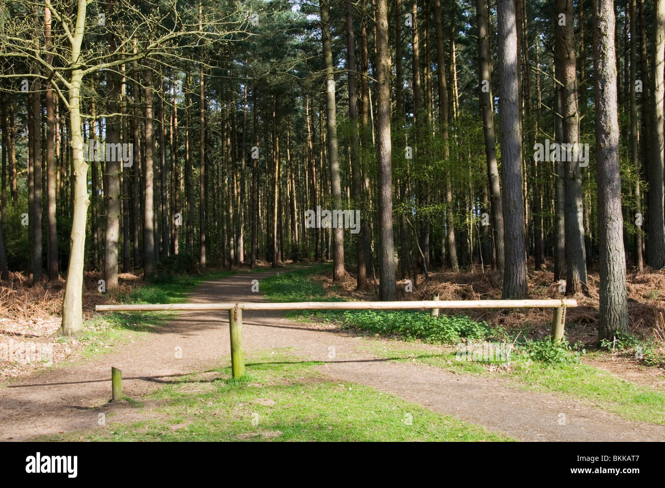 Ein Waldweg am Landschaftspark Sandringham, Norfolk, England Stockfoto