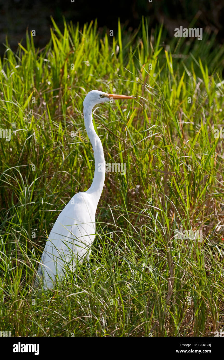 Silberreiher: Ardea Alba. Everglades, Florida, USA Stockfoto