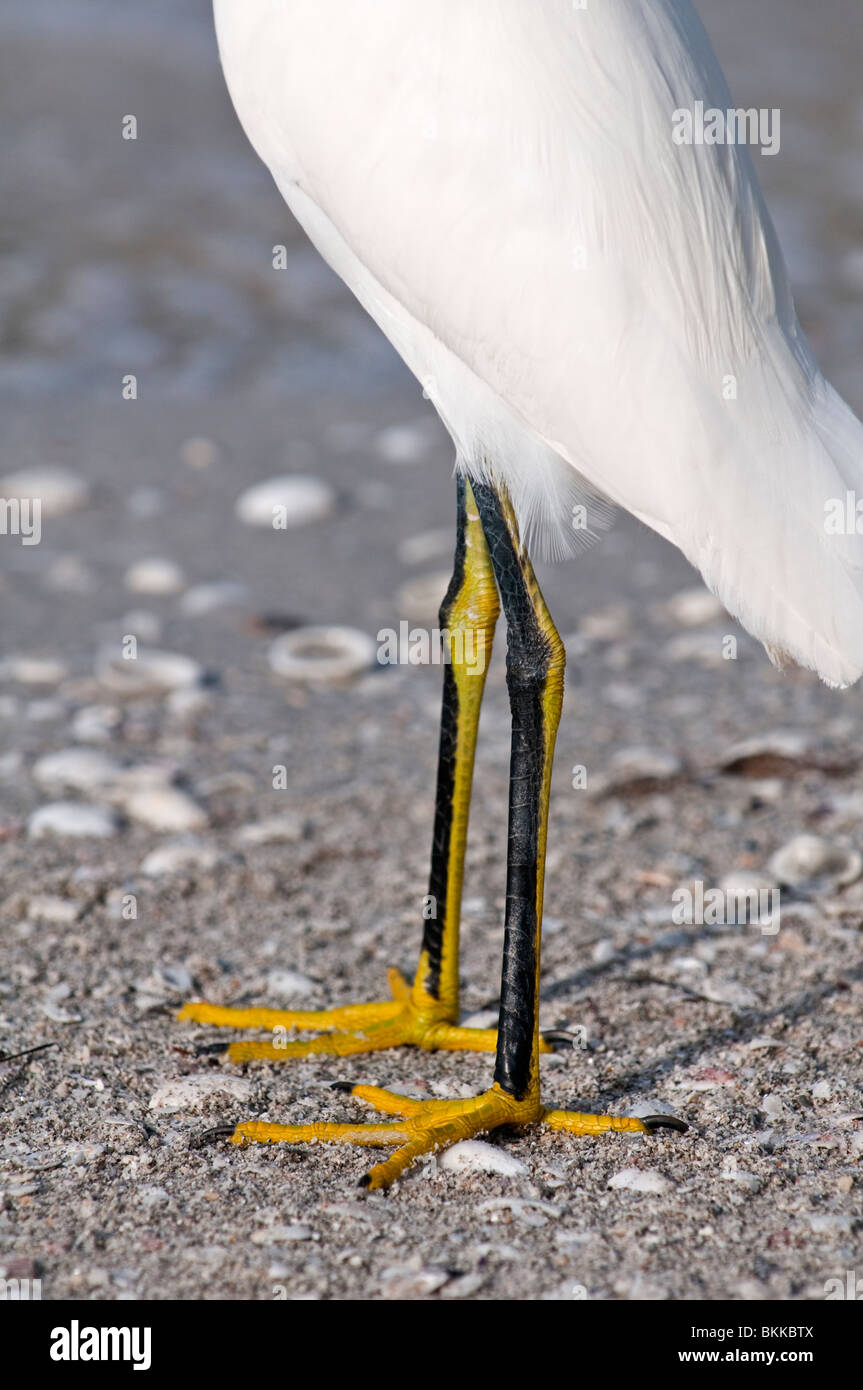 Snowy Egret: Egretta unaufger. Sanibel Island, Florida, USA Stockfoto