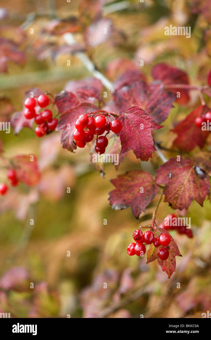 Guelder Rose mit Beeren im Herbst. Stockfoto