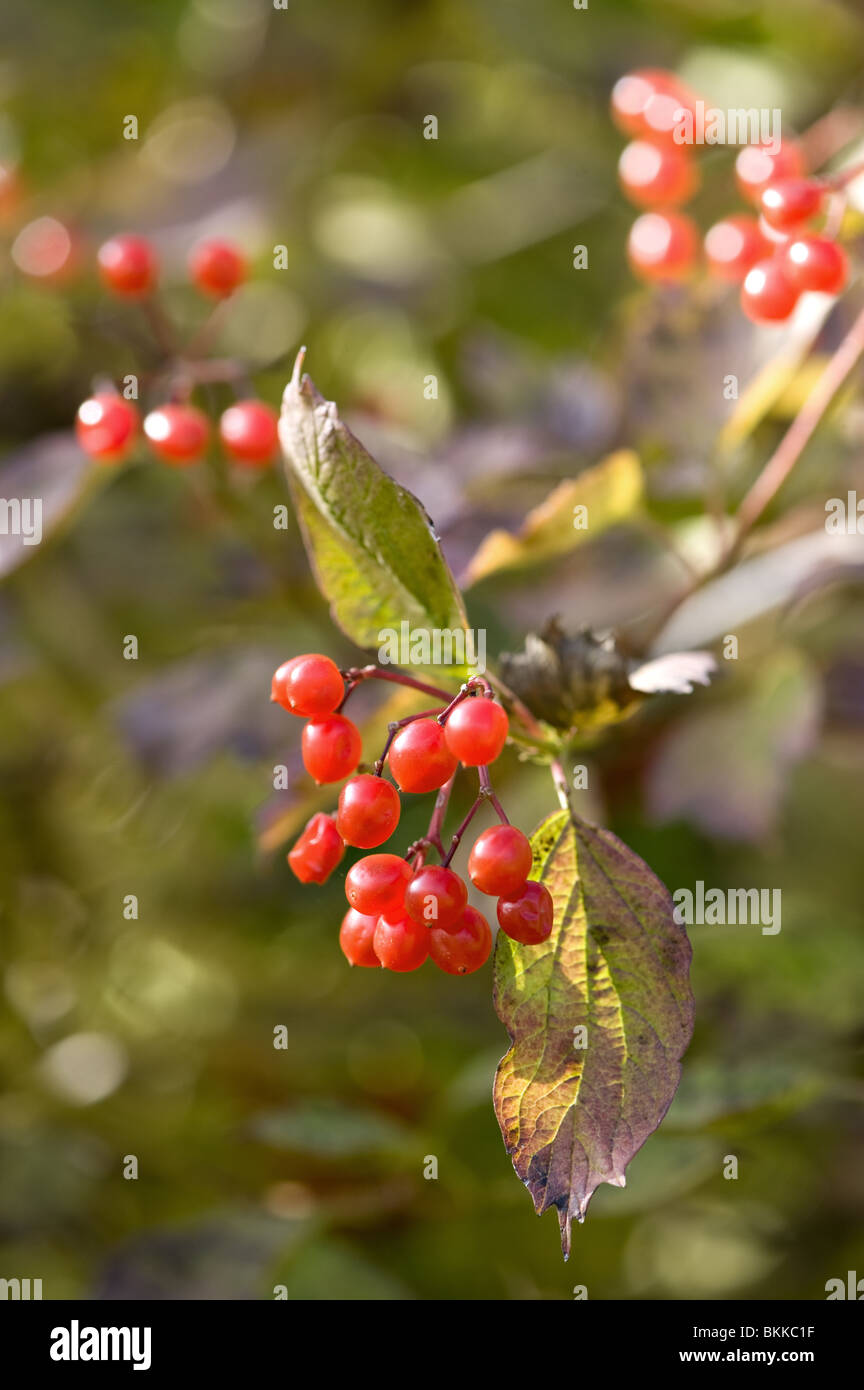 Guelder Rose mit Beeren im Herbst. Stockfoto