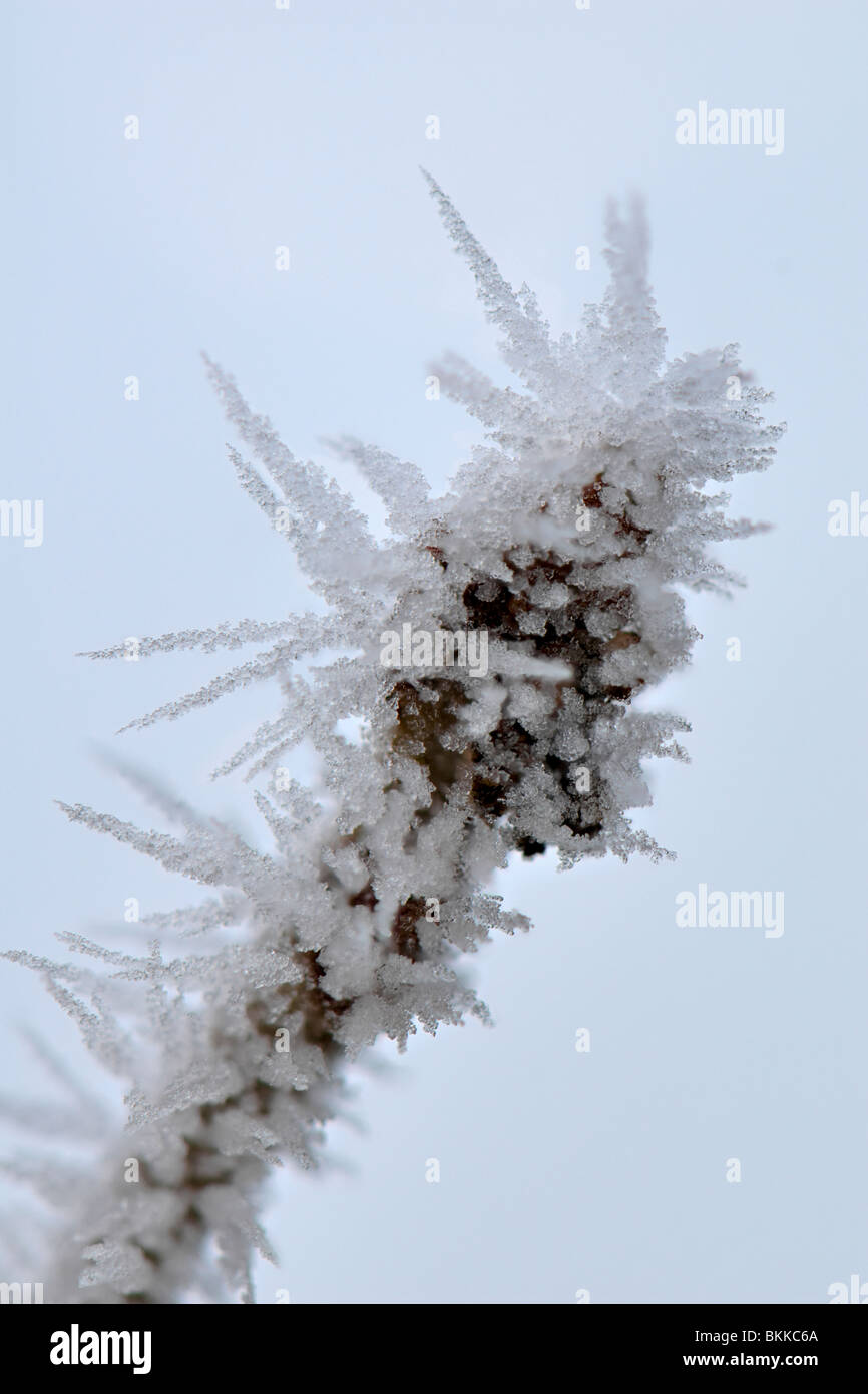 Schließen Sie winterliche Szene der stacheligen Raureif auf einer gefrorenen Zweigwerk zeigt Eiskristalle genommen in Bristol, Großbritannien Stockfoto