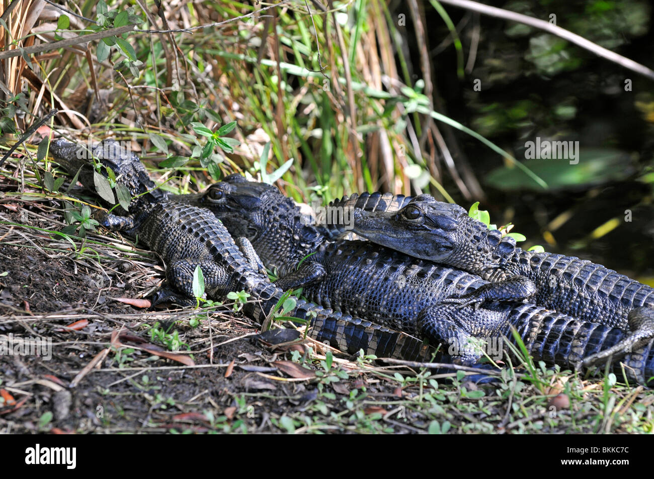 Amerikanischer Alligator: Alligator Mississippiensis. Florida, USA. Junge im nest Stockfoto